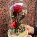 Konservierte Pink-Rot-Kuppel