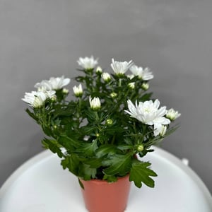 Indoor plant Bush Chrysanthemum