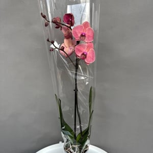 Indoor plant Orchid Phalaenopsis