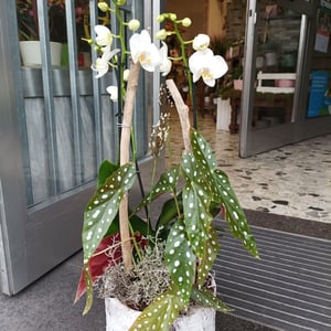 Ein Hauch von Eleganz