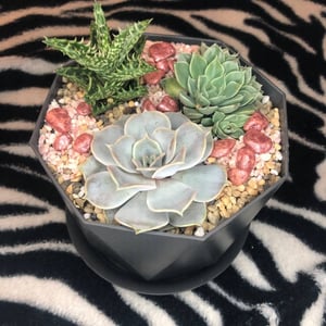 Composition of succulents