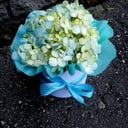 Hydrangea in a box