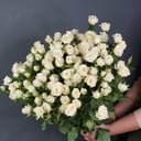 Bouquet '21 shrub peony roses Snow Bubbles'