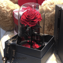 Red Eternal rose in glass dome