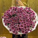 Chrysanthemum bouquet