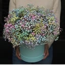 Blumenbox 'Gypsophila cloud'