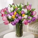 A bouquet of 75 tulips