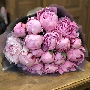 19 pink peonies