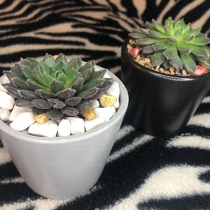 Mini florarium with echeveria