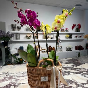 Orquídeas en la cesta de Verano Prado