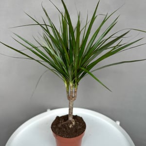 Planta de interior Dracaena marginata