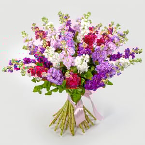 Blumenstrauß 'Bouquet of matthiola "Joyful splash"'