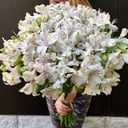 Ramo 'Snowfall in June'