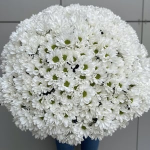 Bouquet 'Delicate frost'