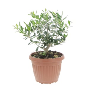 Olive Bonsai