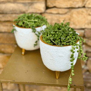 Senecio with flowerpot
