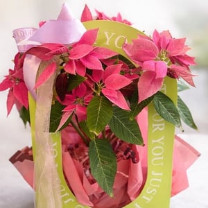 Pink Poinsettia Just For You Gift Plan