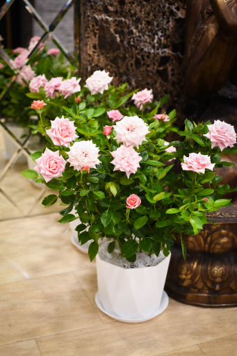 Salu De Rouz (Shalyu De Rose)