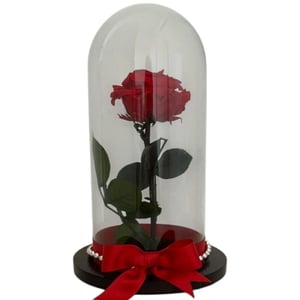 Rote ewige Rose in einer Glaskuppel