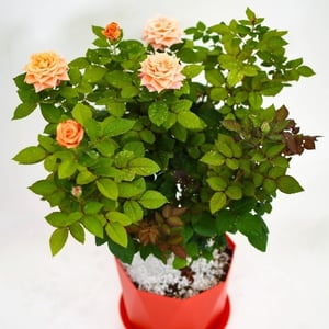 Large salmon blooming rose in a pot
