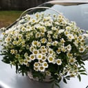 Flower basket 'Camomile field'