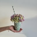 Arrangement 'Mini rainbow'