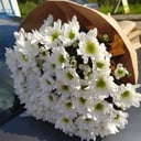 Bouquet 'White chrysanthemums'