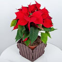 Poinsettia
