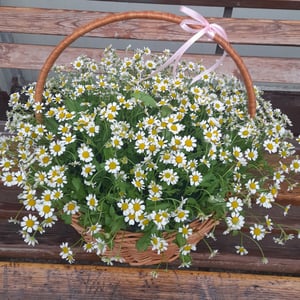 Flower basket 'Daisies in a basket'