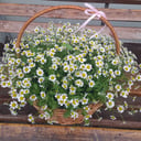 Blumenkorb 'Gänseblümchen in einem Korb'