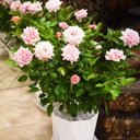 Large blooming rose in a flowerpot