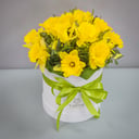 15 daffodils in a hatbox