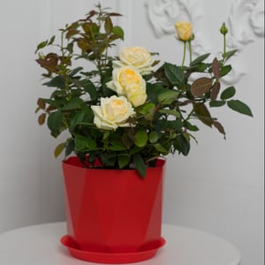 Large white peony rose in a pot
