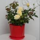 Large white peony rose in a pot