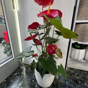 Anthurium medium