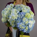 Bouquet of local hydrangea