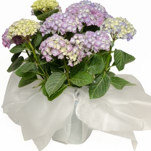 Hydrangea in blue pot