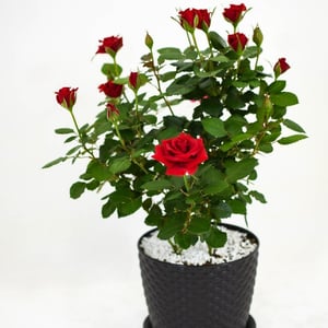 Large scarlet blooming rose in a pot