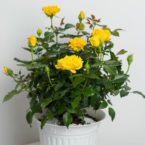 Large yellow blooming rose in a flowerpot