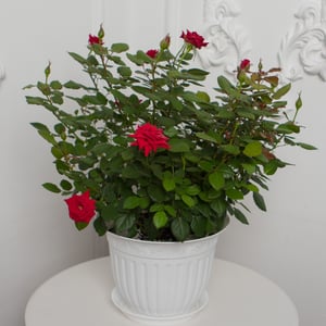 Large red blooming rose in a flowerpot