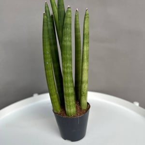 Indoor plant Sansevieria