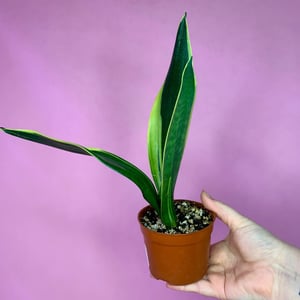 Sansevieria 'Golden Flame'