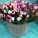 Basket of 201 tulips mix