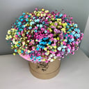 Rainbow Gypsophila in a box