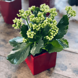 Kalanchoe with pot