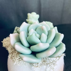 Soap composition "Succulents"