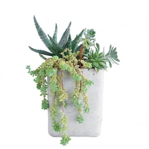 Succulent plants in a ceramic pot no.1