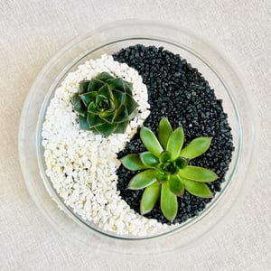 Terrarium "Yin and Yang"