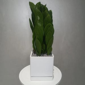 Zamioculcas 'Pyramid' in vaso