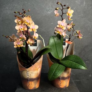 Phalaenopsis aroma